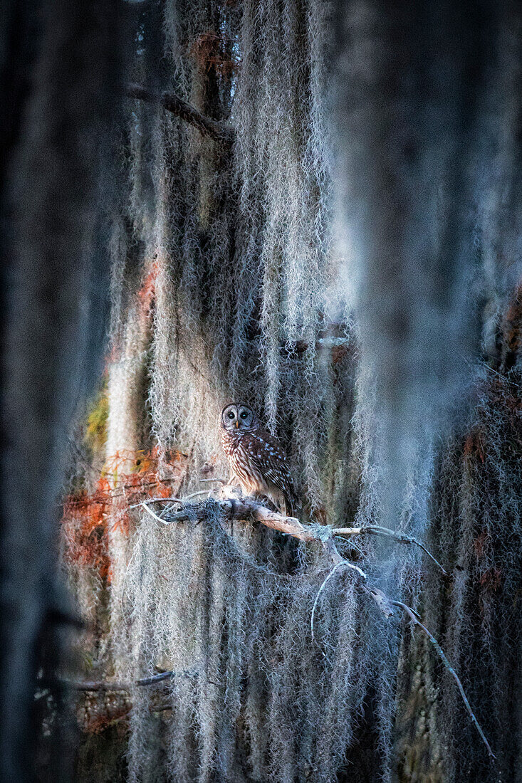 Sperbereule (Strix varia) im Lake Martin, Louisiana