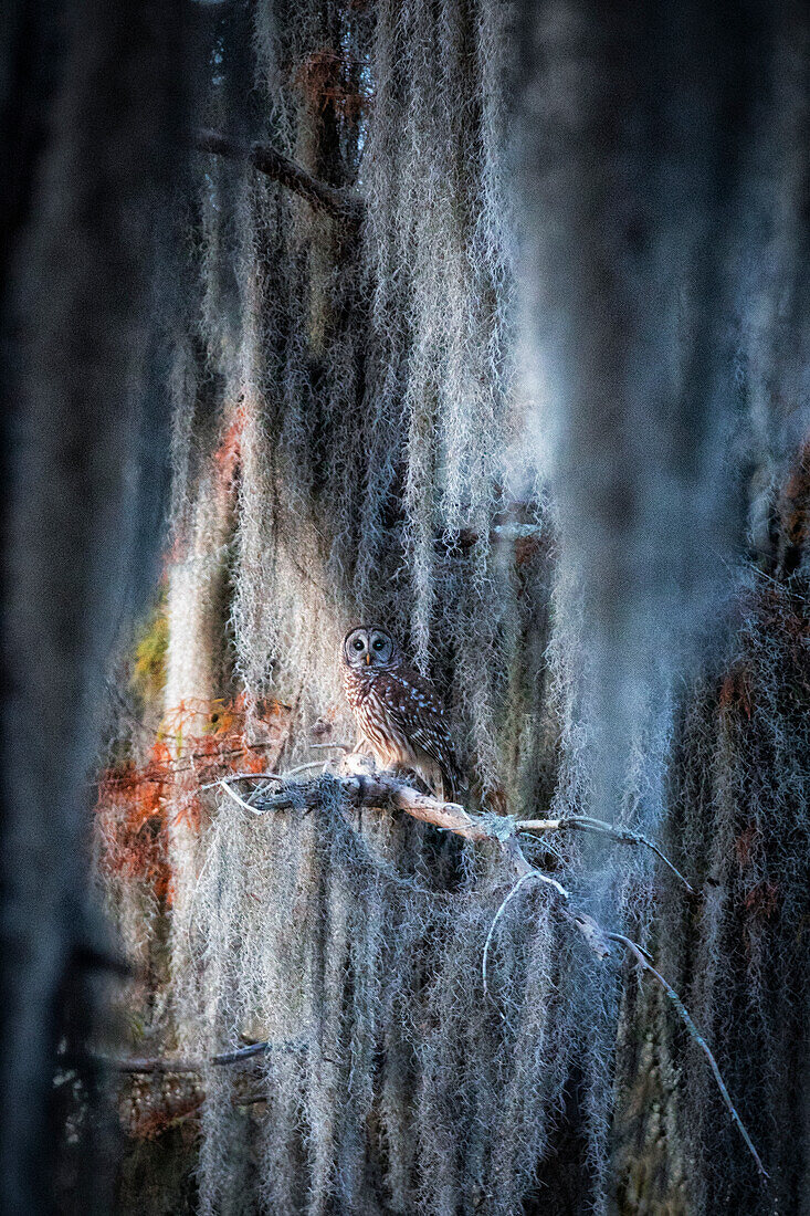 barred owl (Strix varia) in Lake Martin, Louisiana