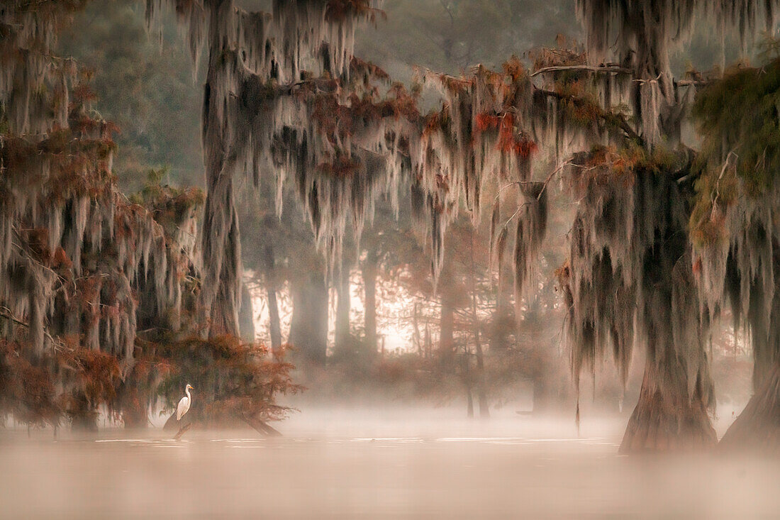 Reiher im Atchafalaya-Becken im Herbst bei Sonnenaufgang, Louisiana