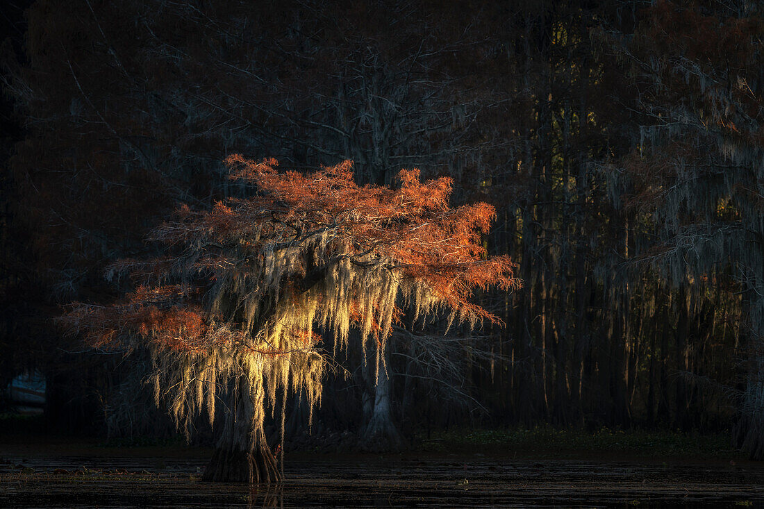 Kahle Zypresse in Herbstfarben, Caddo-See, Texas