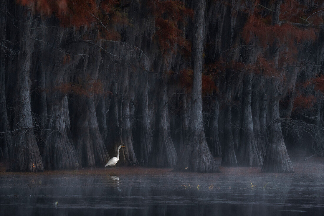 Great egret in Lake Caddo in Autumn, Texas