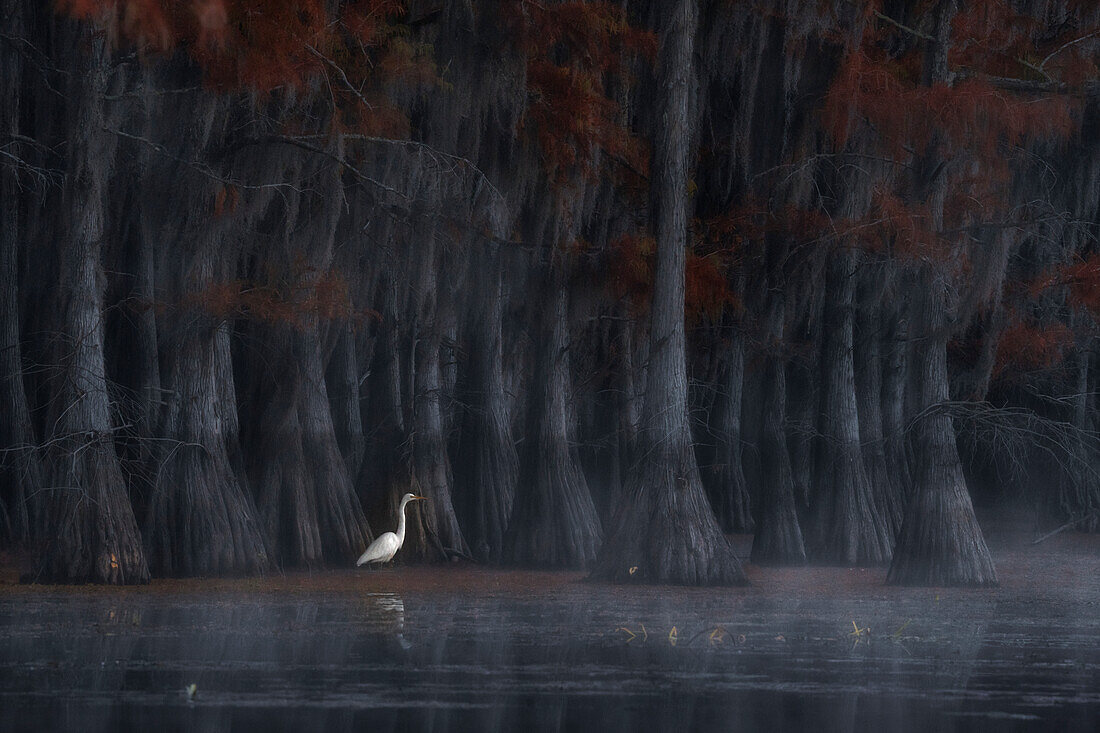 Silberreiher im Caddo-See im Herbst, Texas