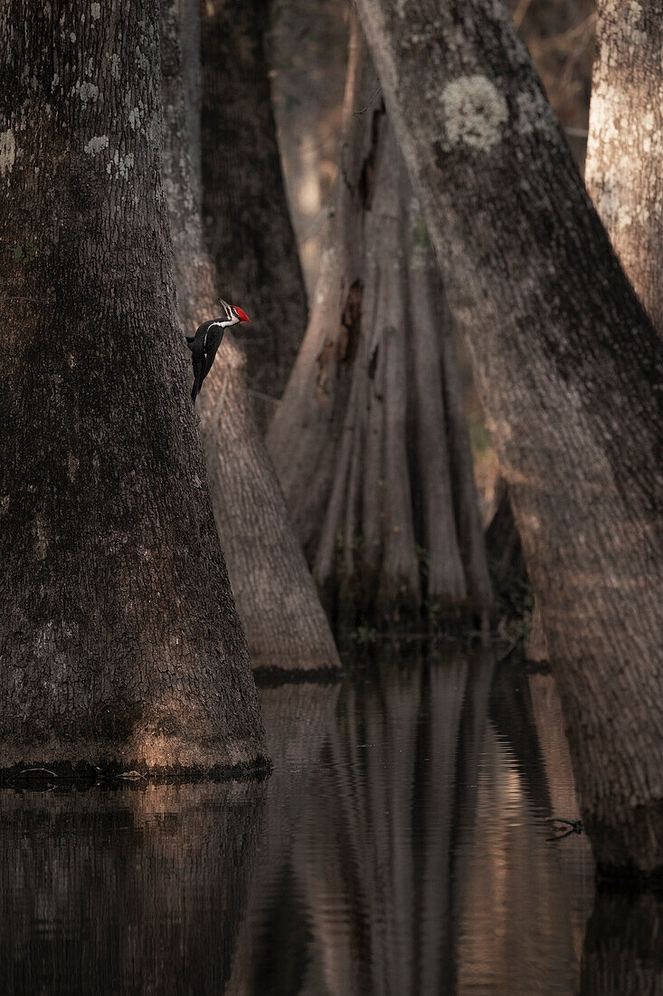 Kugelspecht (Dryocopus pileatus) im Lake Martin, Louisiana