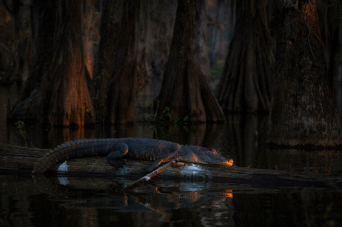 Amerikanischer Alligator (Alligator mississippiensis) beim Ausruhen im Lake Martin, Louisiana