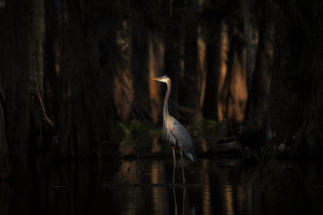 Blaureiher im Lake Martin, Atchafalaya Basin, Louisiana