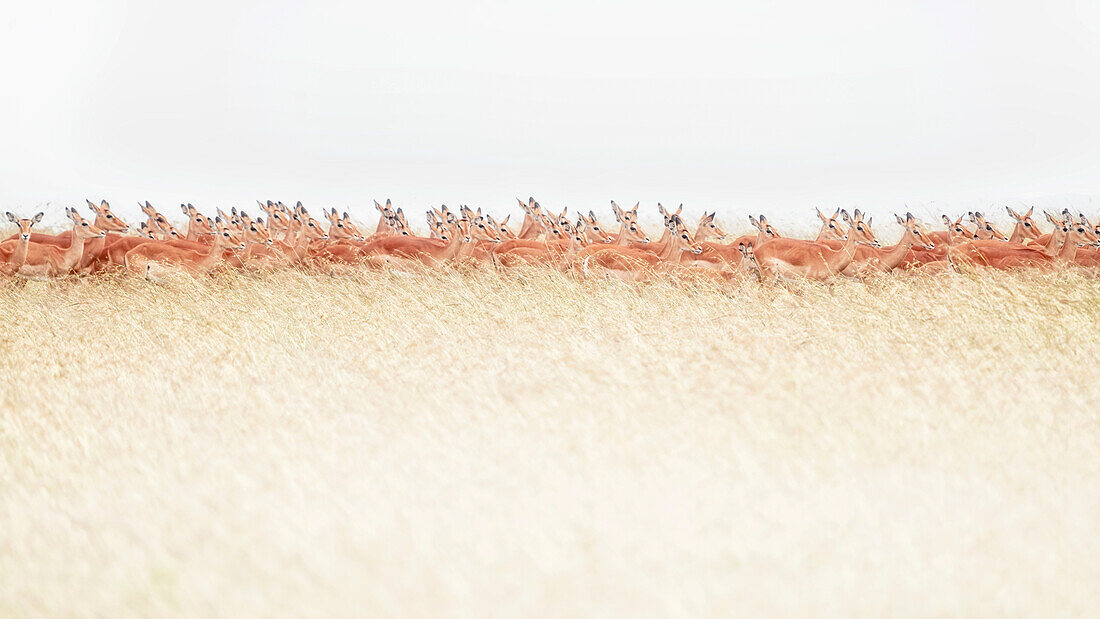 A herd of impalas in the Maasaimara, kenya