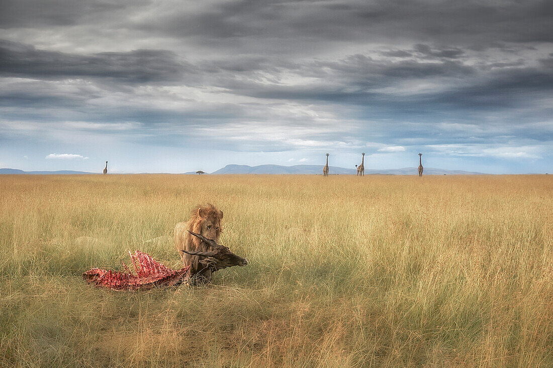 Männlicher Löwe mit einer frischen Beute, Maasaimara, Kenia