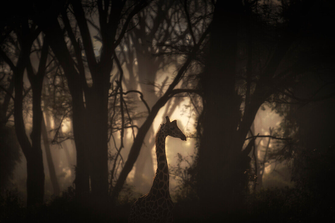 Rothschild giraffes in Lake Nakuru National Park, Kenya