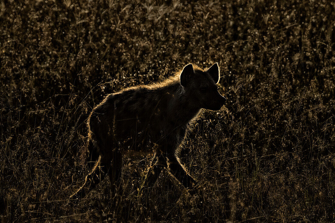 Spotted hyena in the maasaimara at sunrise