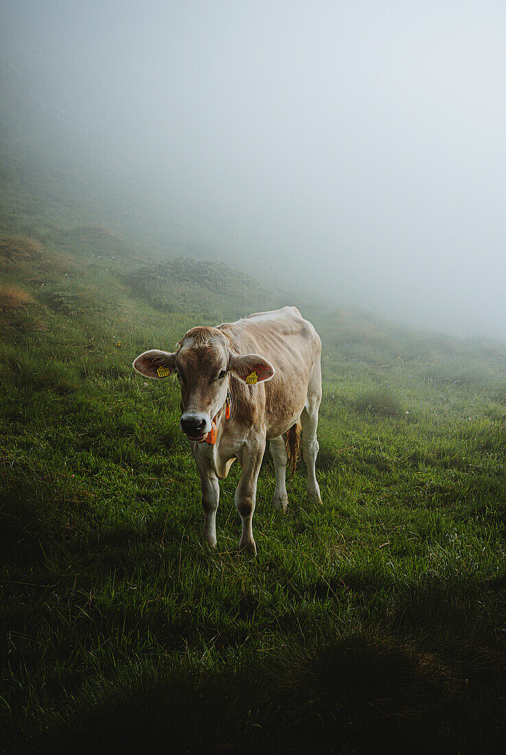 Cows on the Grevasalvas mountain pasture on a summer morning. Grevasalvas, Engadin, Switzerland, Europe