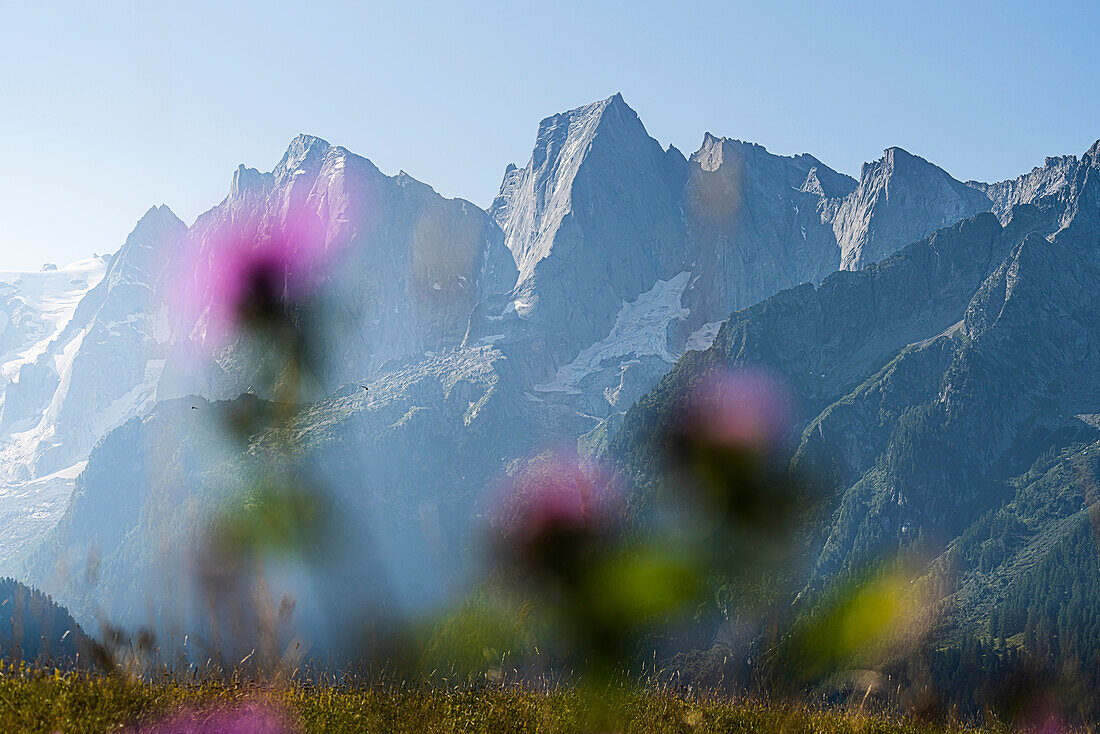 Blumengras mit dem Badile Peak im Hintergrund. Tombal, Soglio, Val Bregaglia, Kanton Graubünden Schweiz