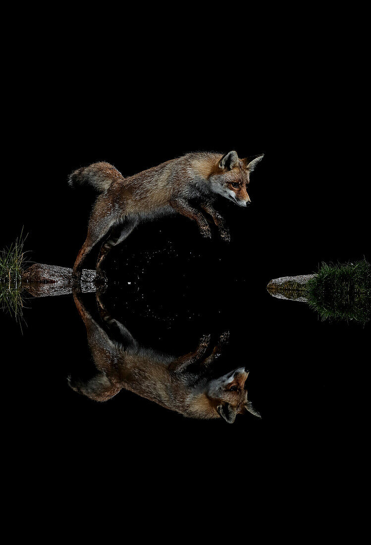 Night portrait of Red fox (Vulpes vulpes) jumping at night, with silhouette reflected