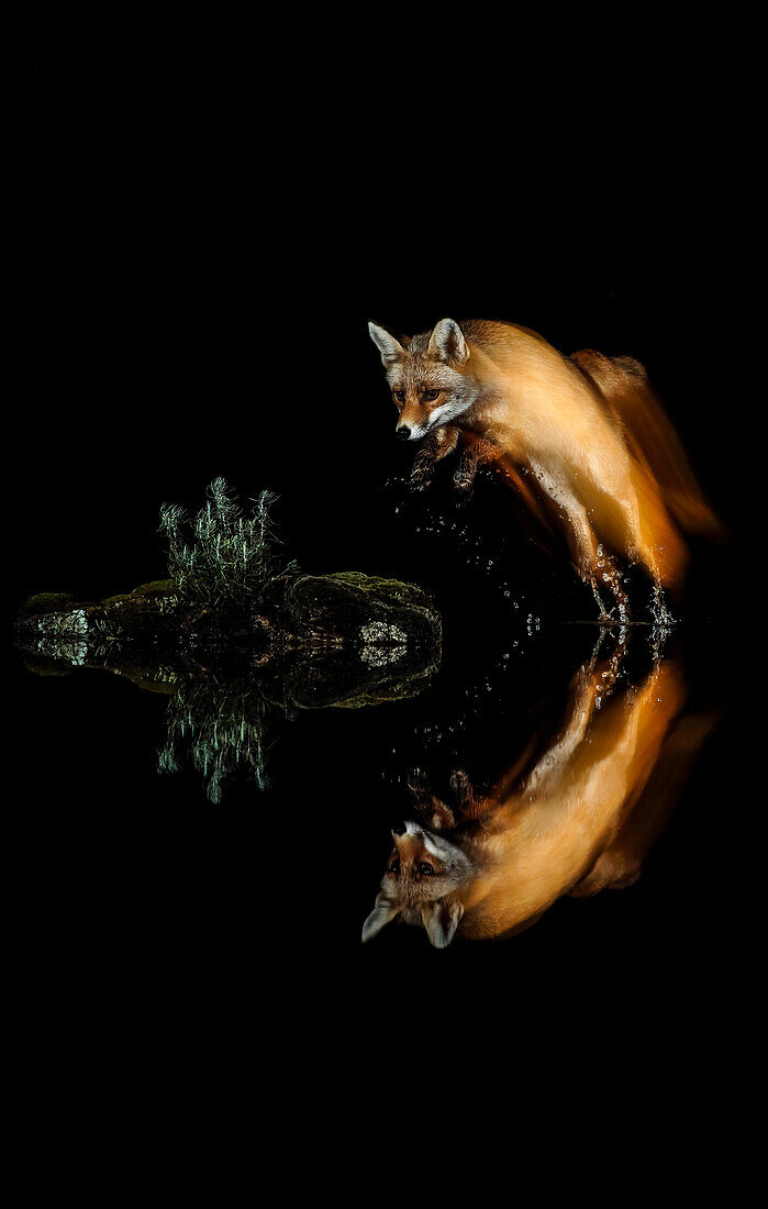Nachtporträt eines springenden Rotfuchses (Vulpes vulpes), mit gespiegelter Silhouette