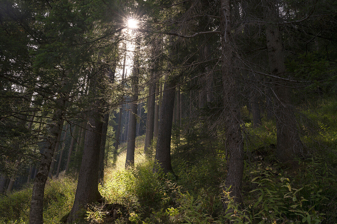 Sunburst into the woods, Bagni di Rabbi, Rabbi, Rabbi Valley, Autonomous Province of Trento, Trentino Alto-Adige/Sudtirol, Italy