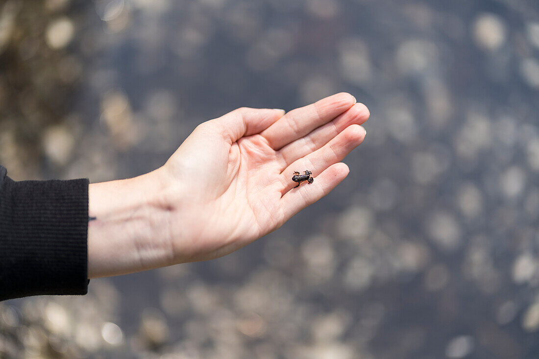 A little frog on a girl's hand , Lake Tovel, Ville d'Anaunia, Non Valley, Trentino, Trento Province, Trentino-Alto Adige, Italy, Europe