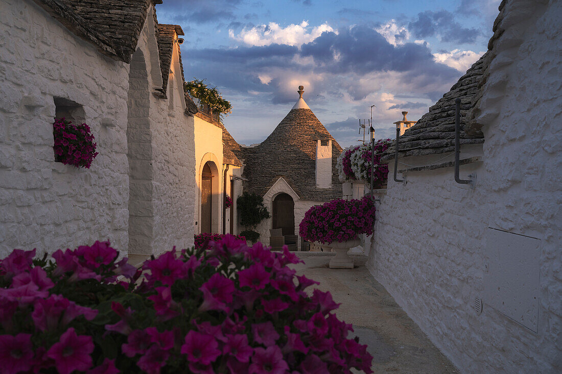 Blumen und Trulli in Alberobello. Alberobello, Provinz Bari, Apulien, Italien, Europa