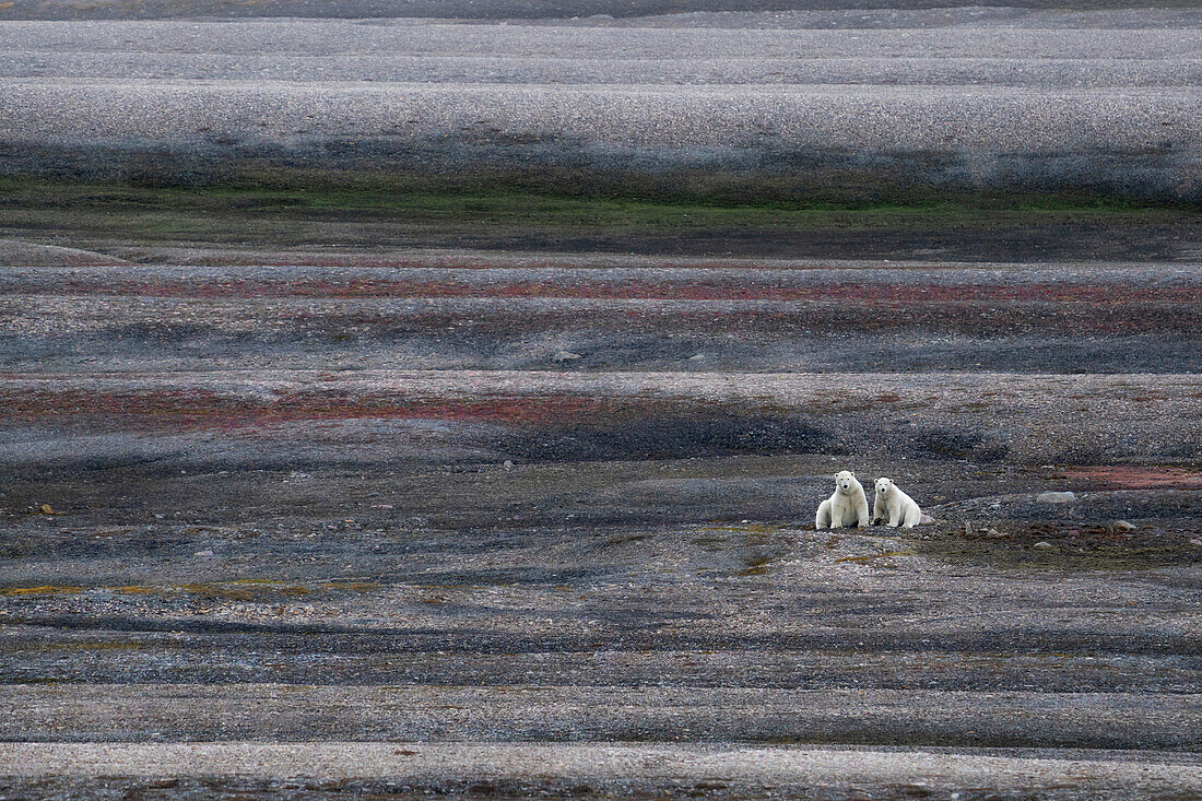 Eine Eisbärenmutter mit ihrem Jungen (ursus maritimus) in Nordspitzbergen, Svalbard.