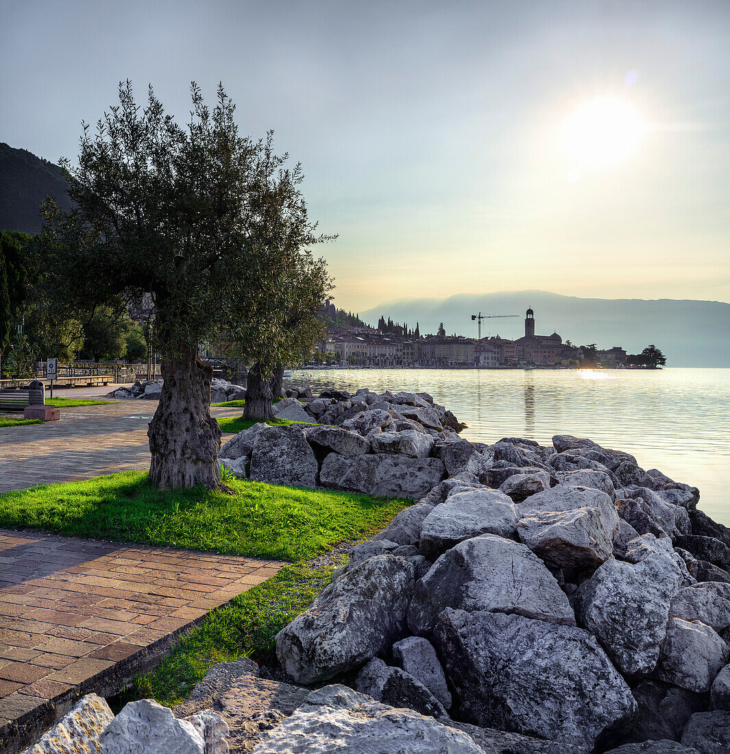 Salo del Benaco, Spaziergang mit typischen Olivenbäumen und Blick auf den Golf von Salò