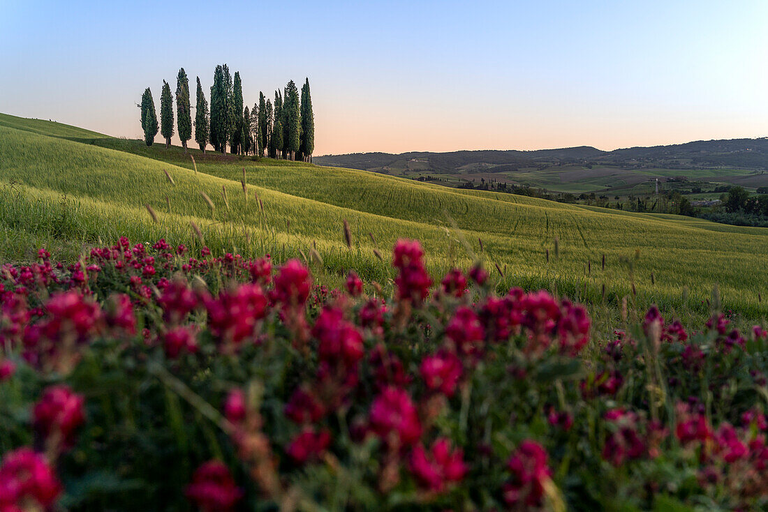 Europe, Italy, Tuscany, Val d'Orcia: sunset falls over the cypresses at San Quirico