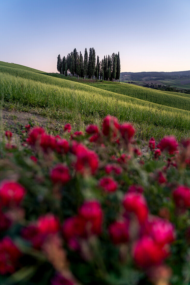 Europe, Italy, Tuscany, Val d'Orcia: sunset falls over the cypresses at San Quirico
