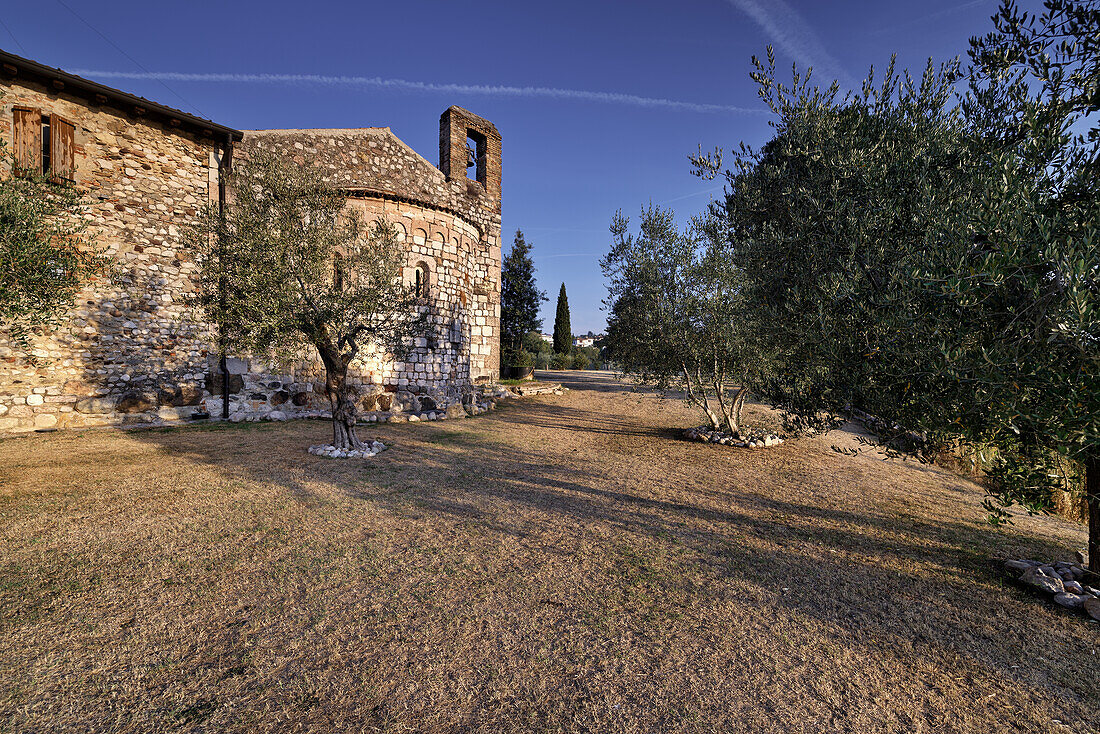 Olivenbäume mit Kirche von S.Emiliano, Padenghe am Gardasee, Gardasee, Brescia, Provinz Brescia, Lombardei, Italien, Europa, Südeuropa