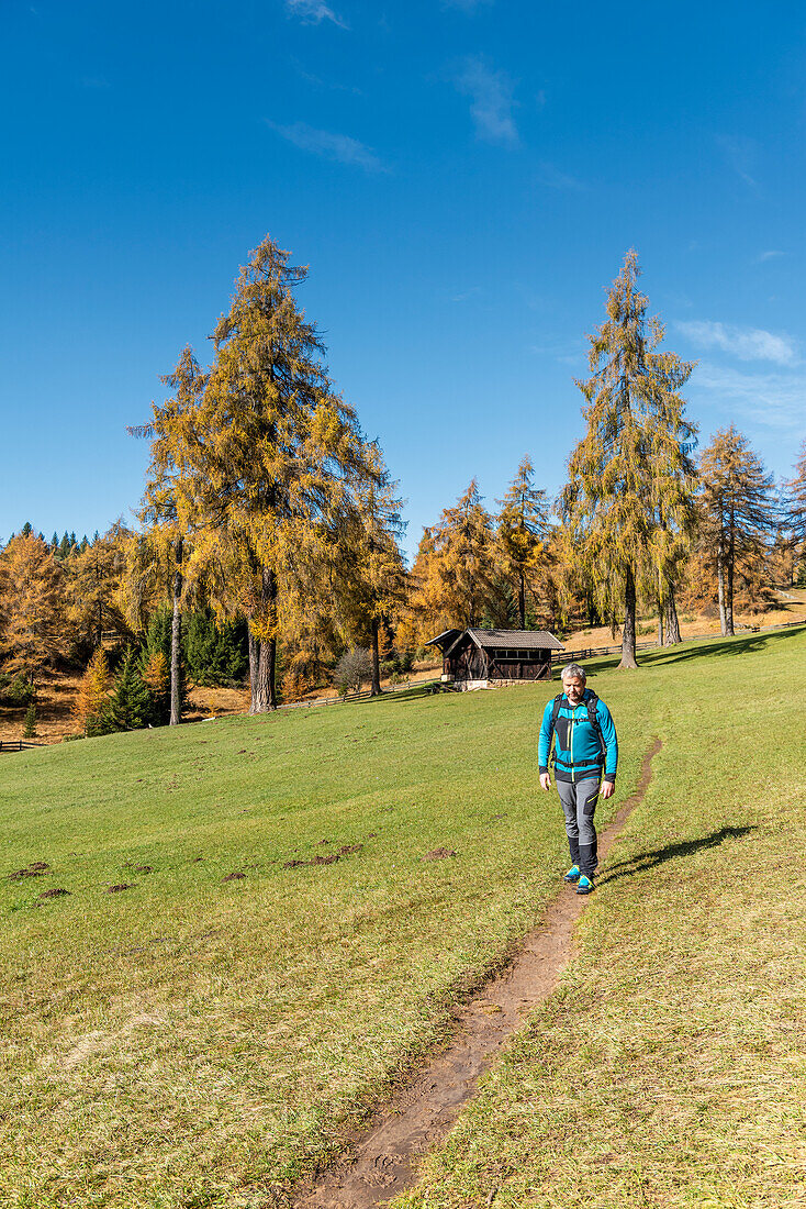 San Genesio / Jenesien, province of Bolzano, South Tyrol, Italy. Autumn on the Salto, europe’s highest larch tree high plateau.