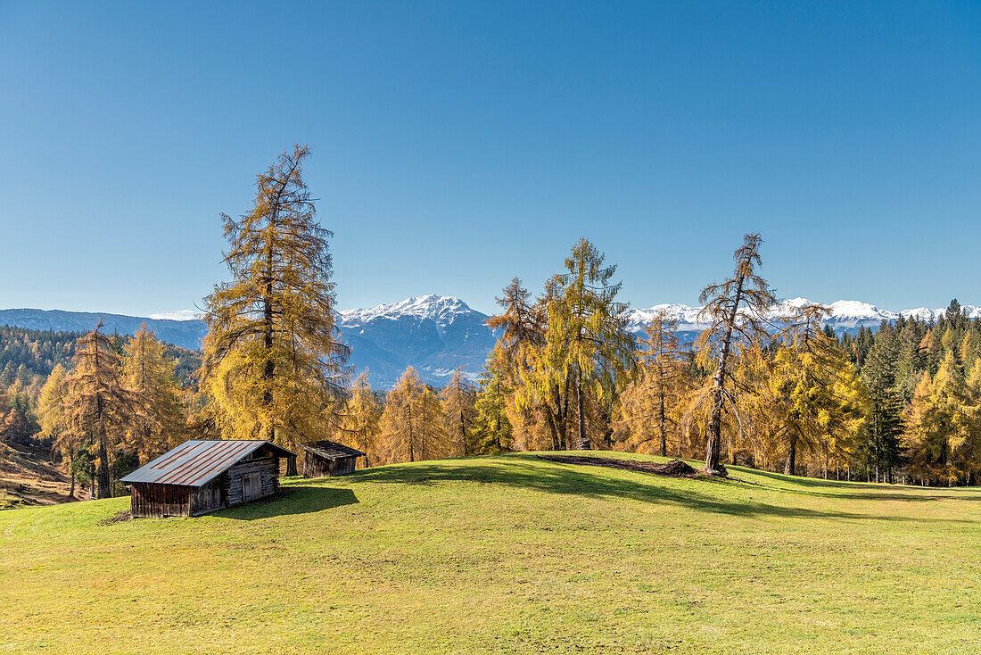 San Genesio / Jenesien, province of Bolzano, South Tyrol, Italy. Autumn on the Salto, europe’s highest larch tree high plateau. In the background the Mount Luco