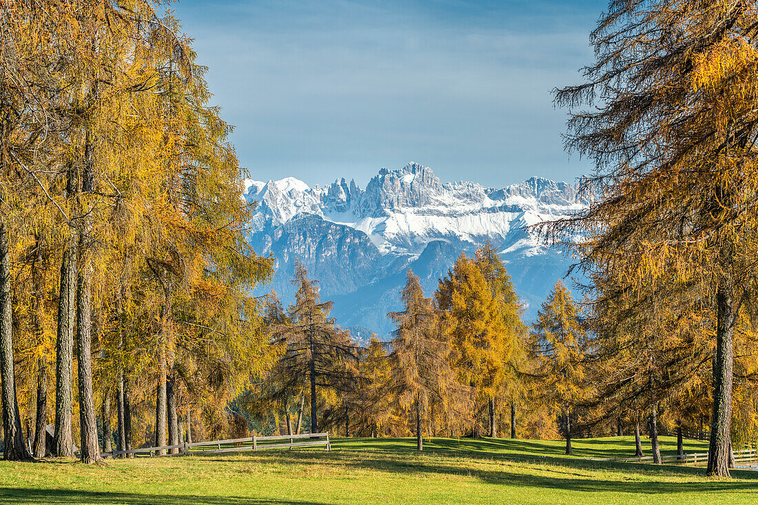 San Genesio / Jenesien, province of Bolzano, South Tyrol, Italy. Autumn on the Salto, europe’s highest larch tree high plateau. View to the Dolomites with the Catinaccio mountains