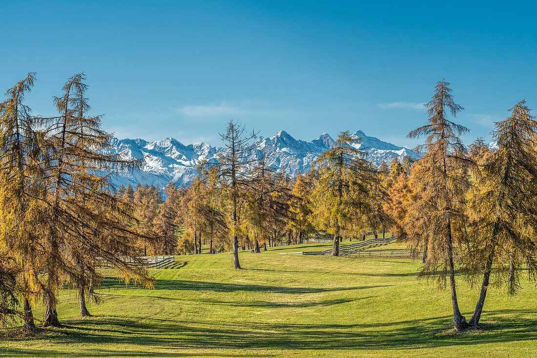 San Genesio / Jenesien, province of Bolzano, South Tyrol, Italy. Autumn on the Salto, europe’s highest larch tree high plateau.