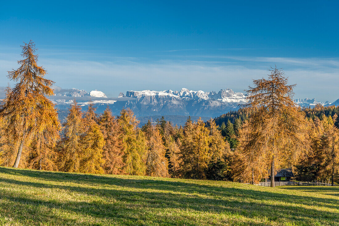 San Genesio / Jenesien, province of Bolzano, South Tyrol, Italy. Autumn on the Salto, europe’s highest larch tree high plateau. View to the Dolomites with the Mount Sassolungo, Mount Sciliar and Catinaccio mountains