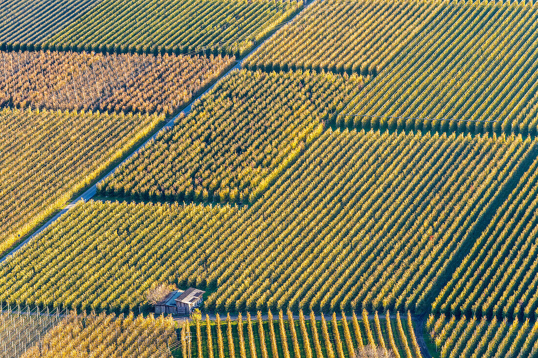 Naturns / Naturno, Provinz Bozen, Vinschgau, Südtirol, Italien. Muster von Weinbergen und Apfelbäumen. Weinanbau und Apfelanbau
