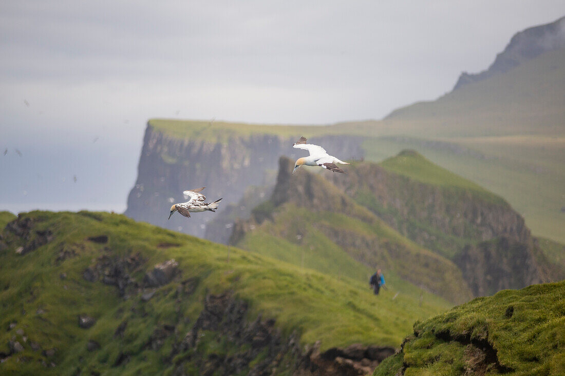 Europe, Denmark, Faroe Islands, Mykines: a hiker in the wildernes