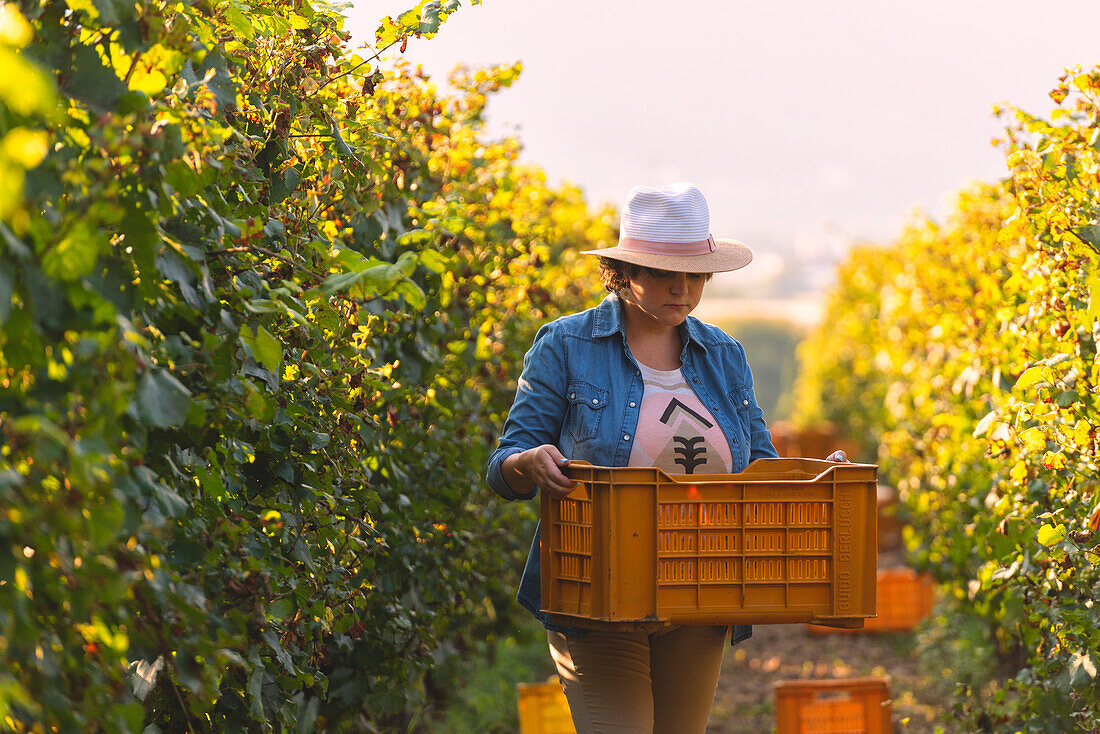 Harvest in Franciacorta, Brescia province in Lombardy district, Italy, Europe.