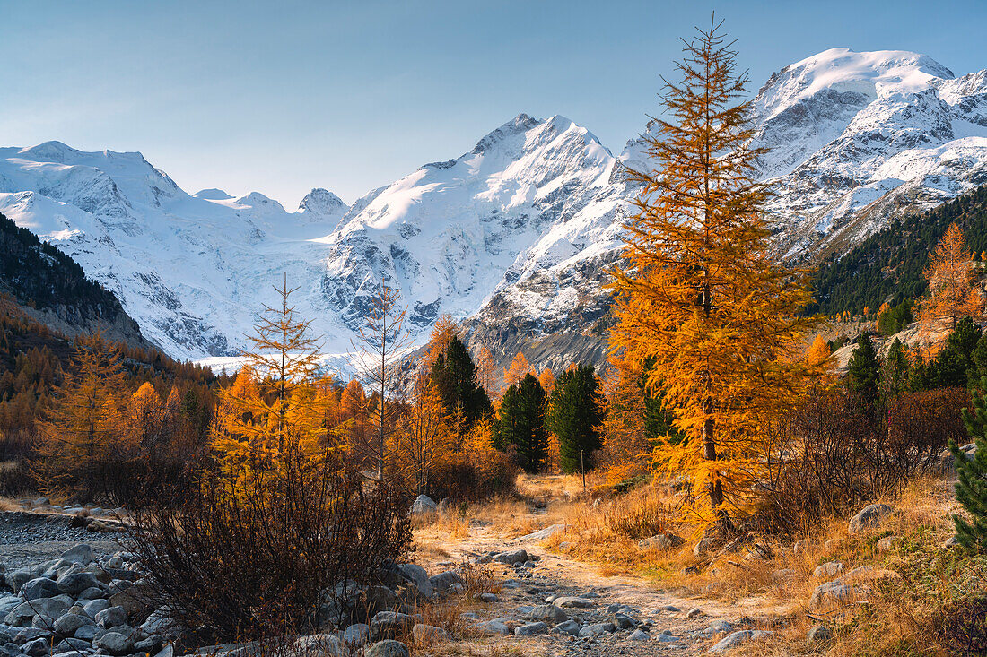 Autumn tree in Morteratsch, Engadina, Switzerland, Europe.