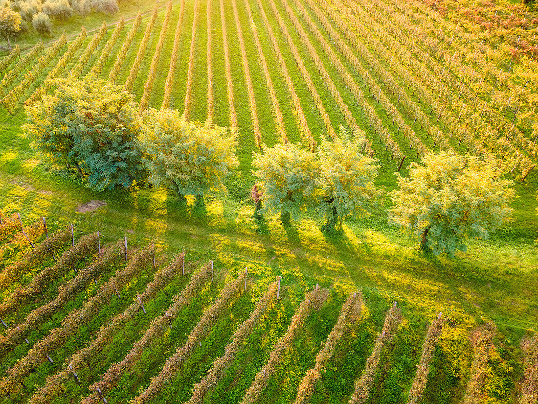 Luftaufnahme von Franciacorta im Herbst, Provinz Brescia, Region Lombardei, Italien.