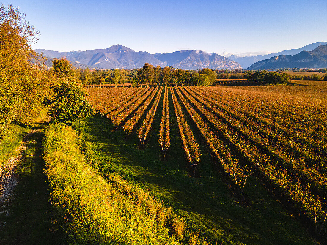 Luftaufnahme von Franciacorta im Herbst, Provinz Brescia, Region Lombardei, Italien.