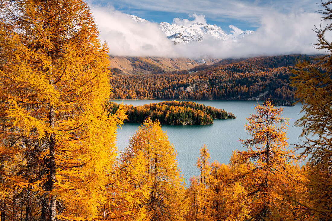 Autumn in Engadina, Sils Im Engaadin, Canton of Grisons, Switzerland, Europe.