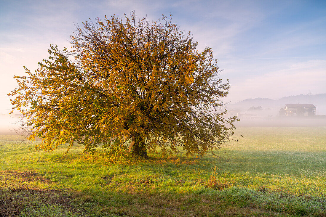 Baum in der Herbstzeit in Franciacorta, Provinz Brescia, Region Lombardei, Italien, Europa.