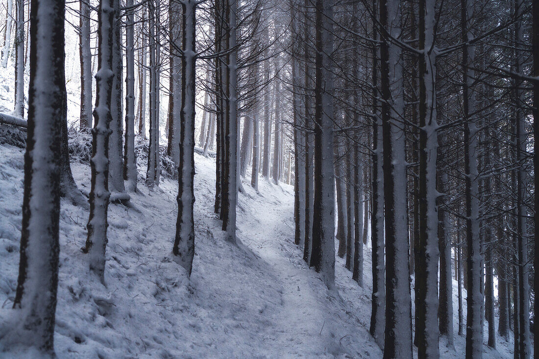 Snow path in Brescia prealpi, Brescia province, Lombardy, Italy, Europe.
