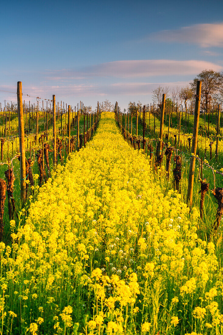 Frühlingszeit in Franciacorta, Provinz Brescia, Bezirk Lombardei in Italien, Europa.