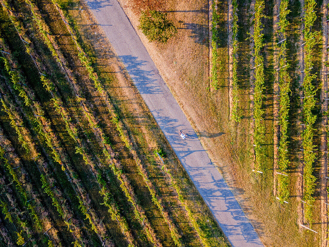 Aerial view from Franciacorta in Autumn season, Lombardy district, Italy, Europe.