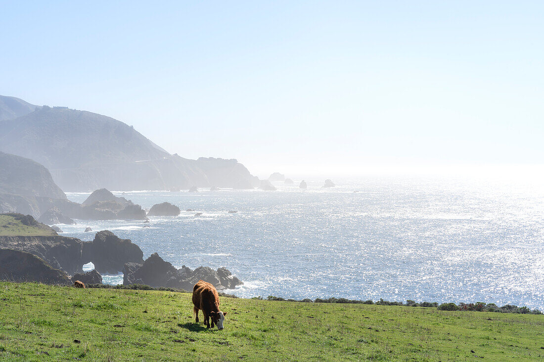 Cow grazing at sunrise on the Highway 1, California, USA