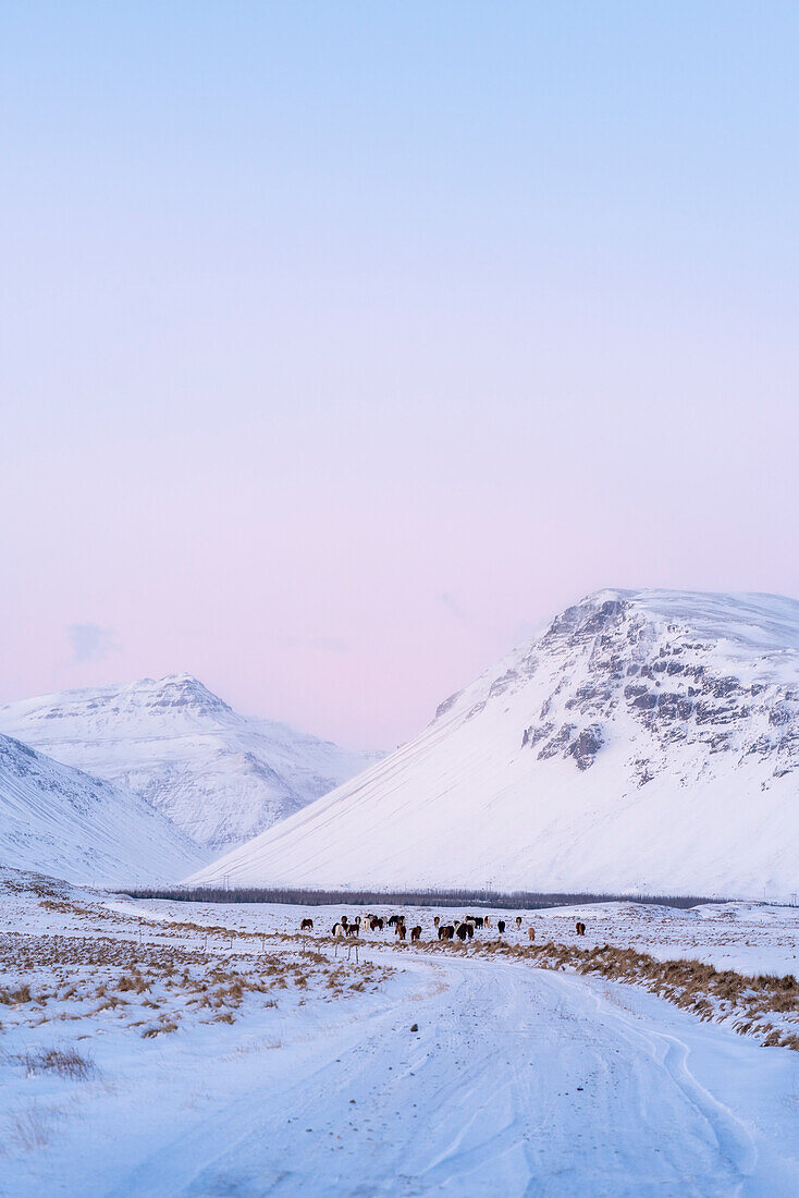 Europe, Iceland: wild horses on the side of the road leading to the mountains