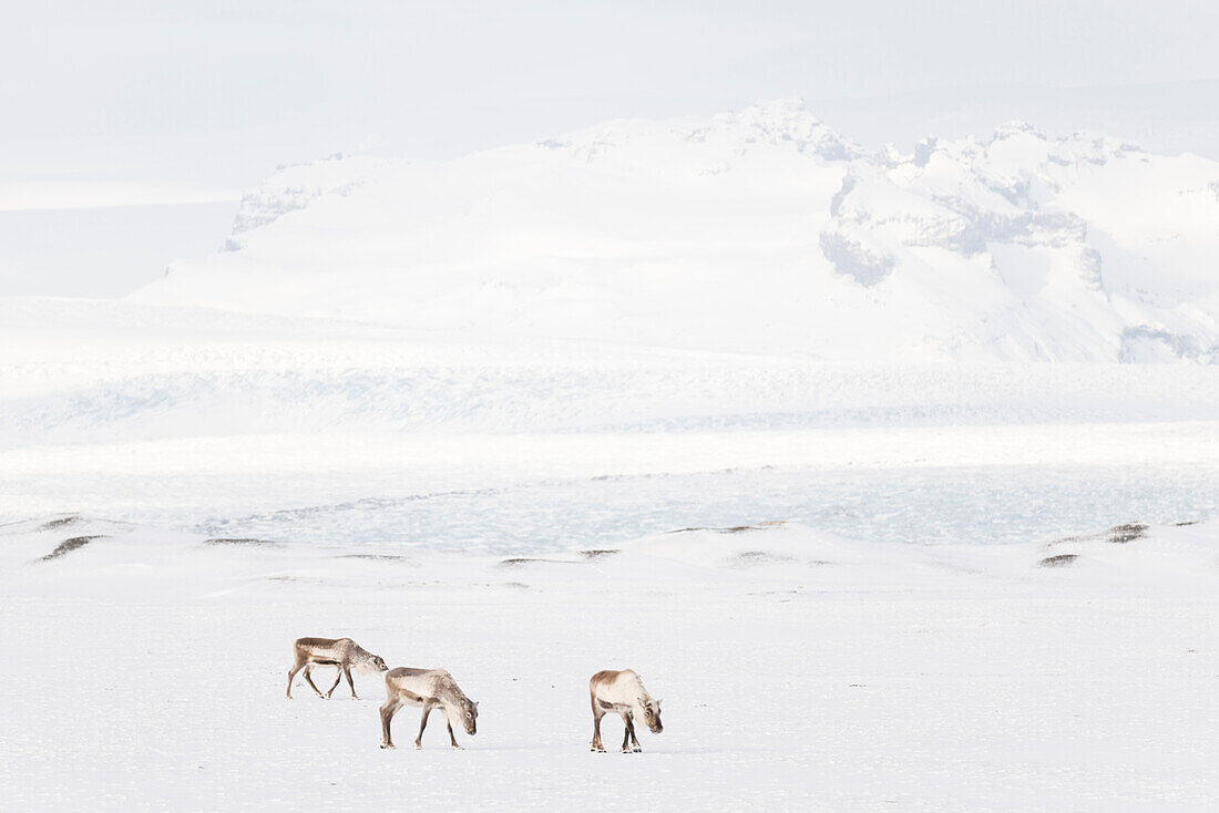Europe, Iceland: a little herd of reindeers grazing in the snow