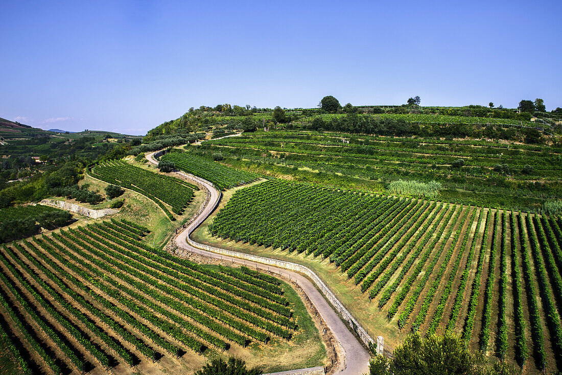Panoramafoto der Straße Mondello vom Schloss Soave aus mit typischen Weinbergen Soave, Verona, Venetien, Italien, Europa, Südeuropa