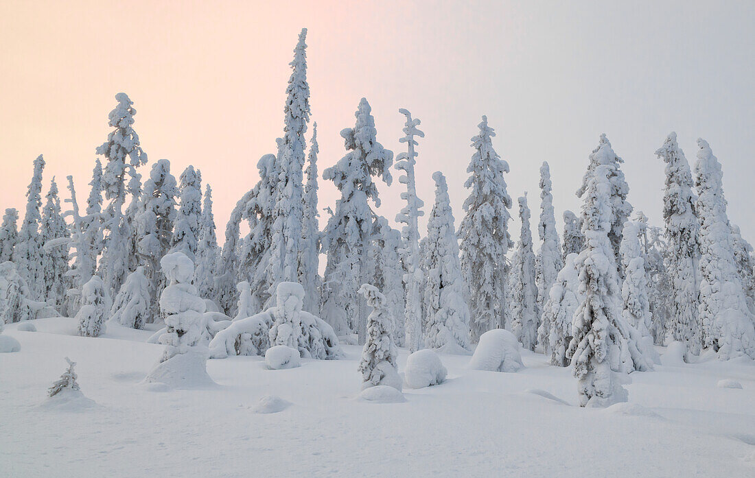 Bäume am Pallas - Yllästunturi Nationalpark, Muonio, Lappland, Finnland, Europa