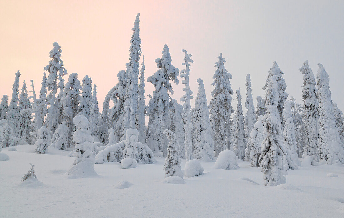 Trees at Pallas - Yllästunturi national park, Muonio, Lapland, Finland, Europe