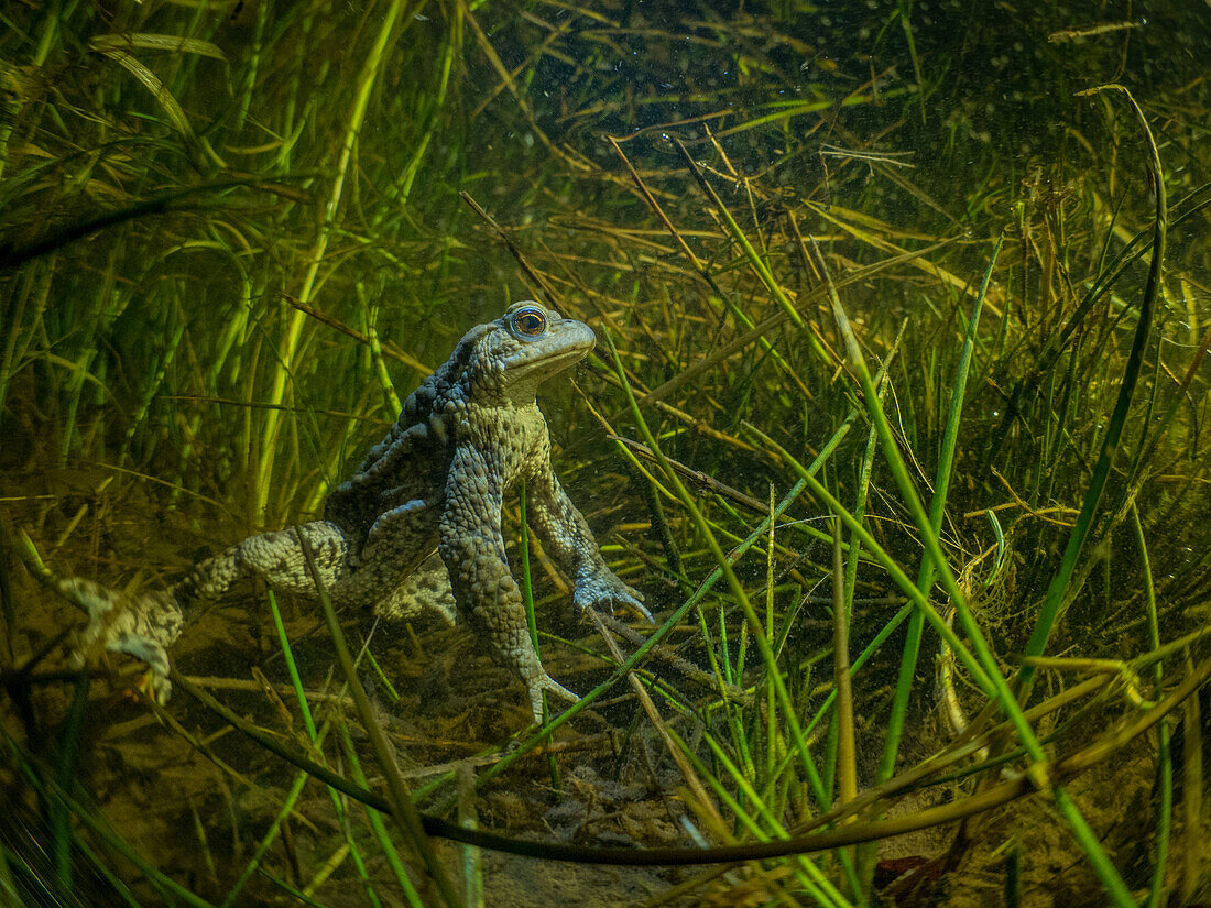 Eine Erdkröte - Bufo Bufo - nachts unter Wasser in einem grasbewachsenen Graben