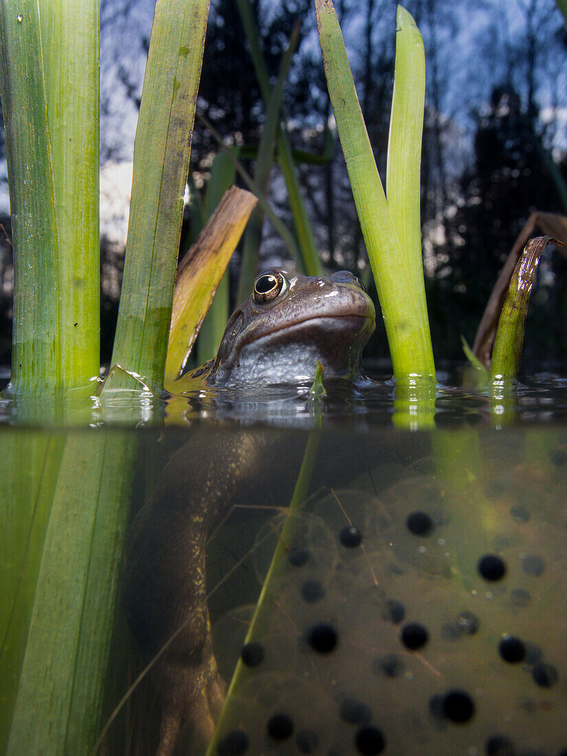 Ein Grasfrosch - rena temporaria - zwischen Froschlaich und Schilf. Oberhalb und unterhalb des Wassers ist er sichtbar. Glasgow, Schottland