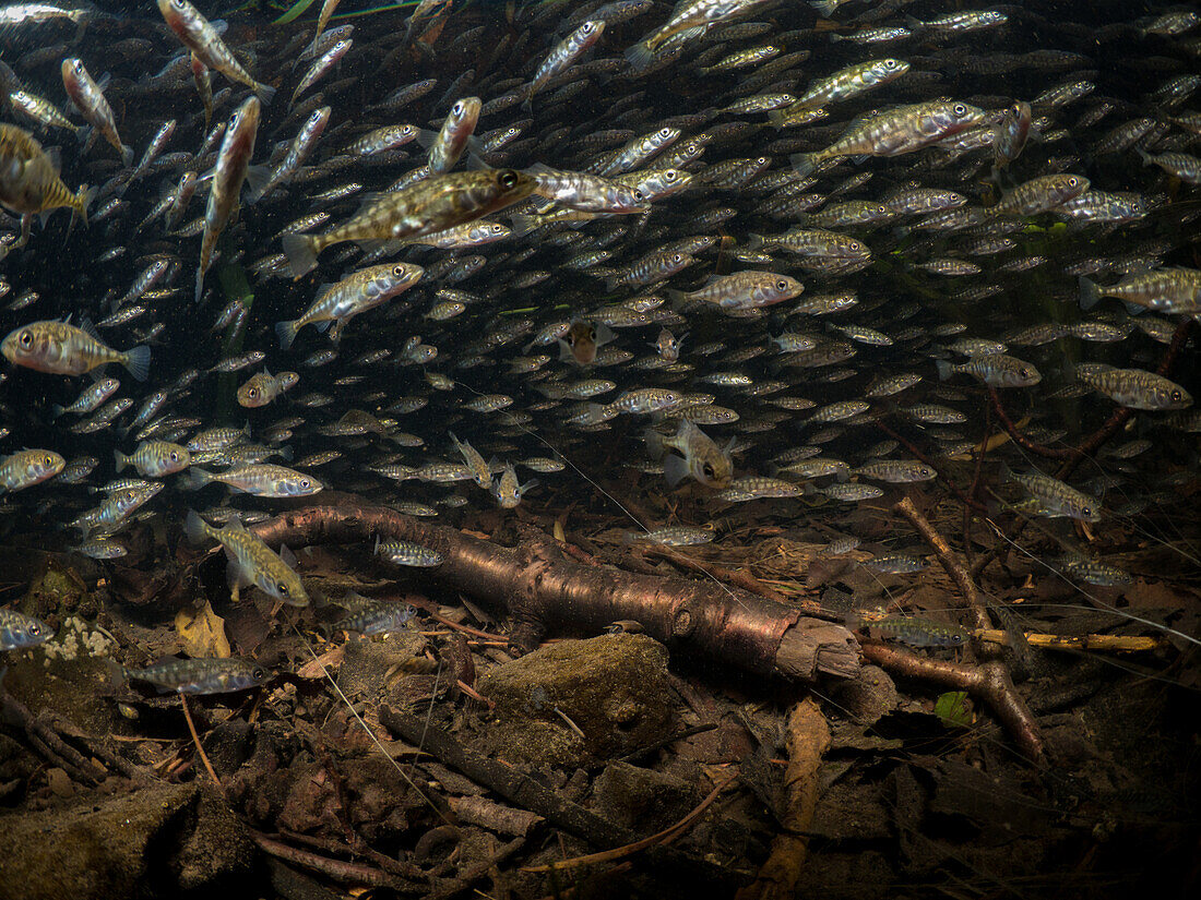 Three spined sticklebacks schooling underwater. At the bottom of the river are twigs, rocks, leaves and rocks.